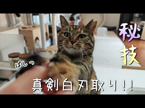 猫は1日何してるの？起きてから眠るまで密着してみた