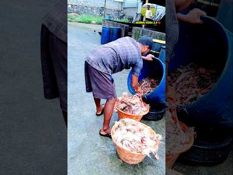 Feeding time #hograisers#pigfeed #everyone#farming#farmlife #pigfarming#farmers #feedingtime#piggies