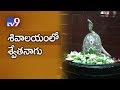 Watch Cobra Embraces Shiva Linga in Srikakulam District