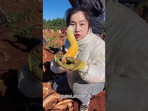 #mango #mangovarieties #fruit #facts #mangofruit #tropicalfruit #food #fruitcutting #ytshorts