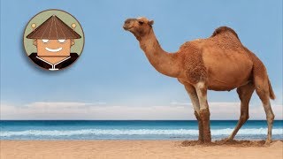 Qué Pasa con los Camellos l Mini Documental