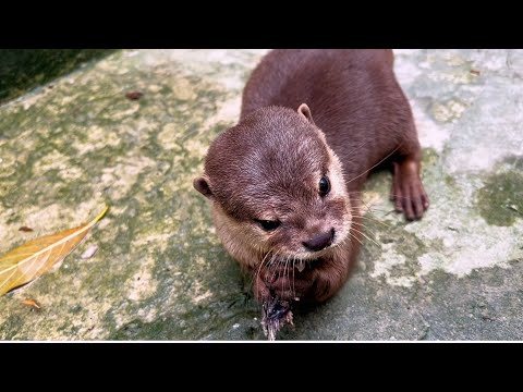 What Happens When You Meet Baby Otters?