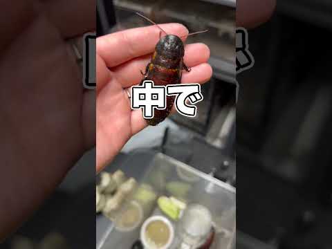 ゴキブリの卵を潰したら液体が出てきて驚愕の結果に…