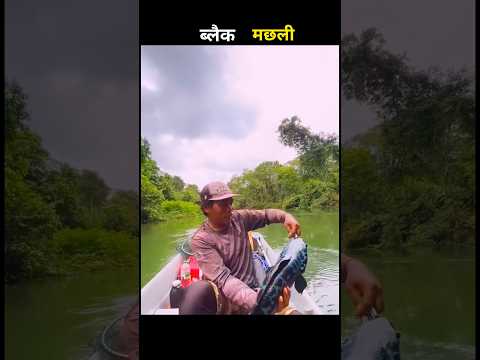 ब्लैक मछली 😱 #aivideo #fascinatinginformation #fishing #amazingfacts #facts #youtubeshorts