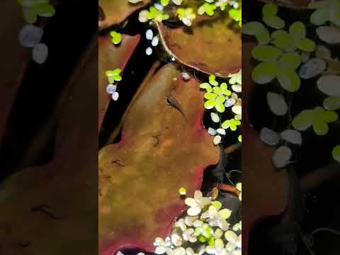 babies in the swamp biotope aquarium 