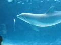 Golfinhos soltando aneis de ar