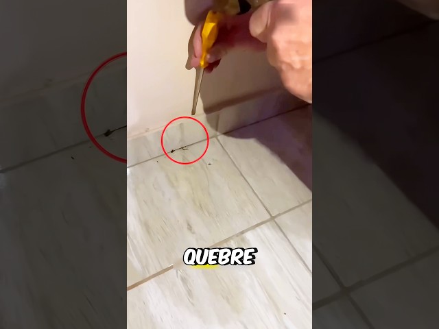 Se Ver Isso QUEBRE a Casa! #curiosidades #incrivel #animal