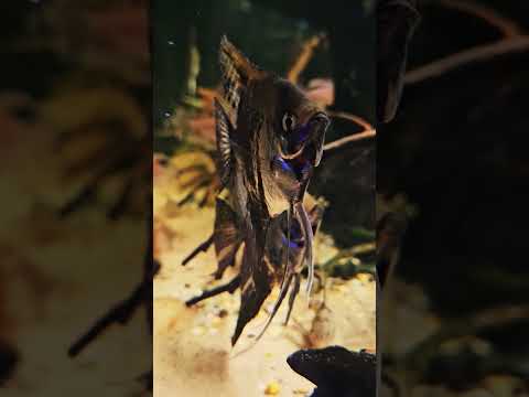 #pinoy #aquatics #fish #fishaquarium #fishtank #fy 