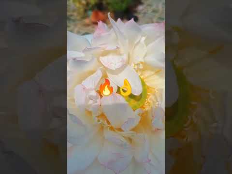 🙏🕉️Just like #unstained lotus we can retin our#inner#purity# strength 💞📈