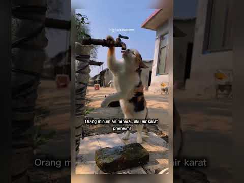 kucing ini asik minum air #shorts #short