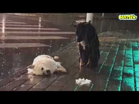 JAMÁS VOLVERÁS A DECIR QUE LOS PERROS NO TIENEN SENTIMIENTOS DESPUÉS DE VER ESTE VIDEO