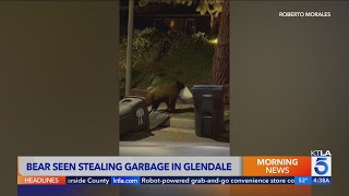 Hungry bear steals trash bag, heads toward Glendale home