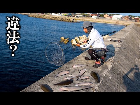 【異常現象】堤防から無限に高級魚がタモで掬い放題なんだけど・・・