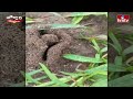 JORDHAR LILLI PUT: చీమలు చేసిన శివలింగం | hmtv  - 01:07 min - News - Video