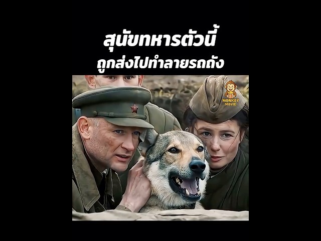 สุนัขทหารตัวนี้ถูกส่งไปทำลายรถถัง