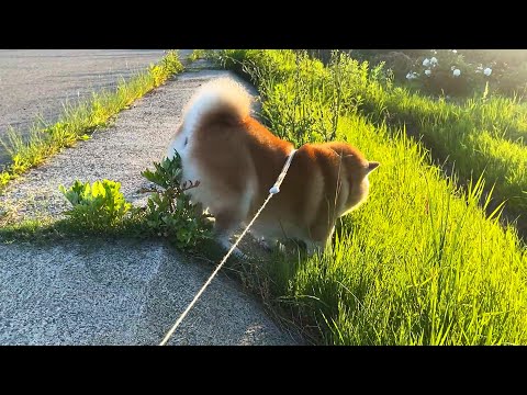 犬の動画サムネイル - ぎりぎりを攻める柴犬