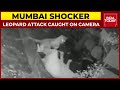 Leopard attacks 55-year-old woman in Mumbai, CCTV footage