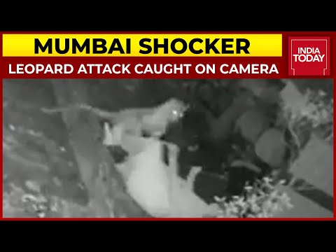 Leopard attacks 55-year-old woman in Mumbai, CCTV footage Leopard attacks 55-year-old woman in Mumbai, CCTV footage