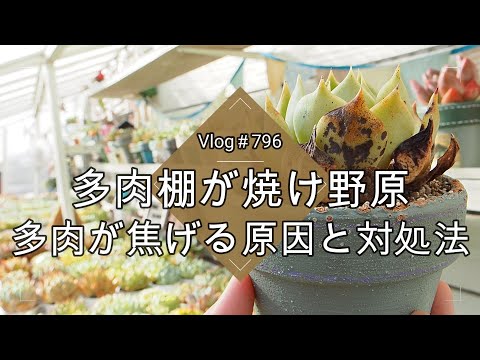【Vlog796】【多肉植物】多肉棚が焼け野原🔥多肉が焦げる原因と対処法【葉焼け】