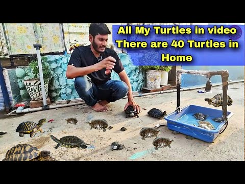 Bringing All My Turtles in one Video | There are 4 Please Must subscribe to My back-up Channel
https_//youtu.be/4hXBVFzK8Ag

Please Subscribe To My Cha