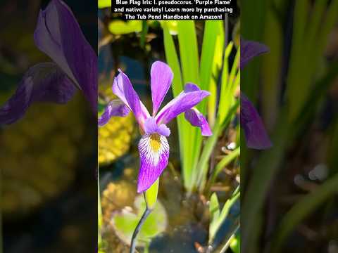 BLUE FLAG IRIS. More_  https_//a.co/d/1SpJ9p1 #wat 