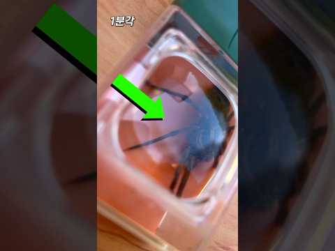 손안대고 벌레를 생포하는 도구