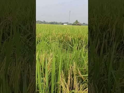 चावल ki fasal 🤩