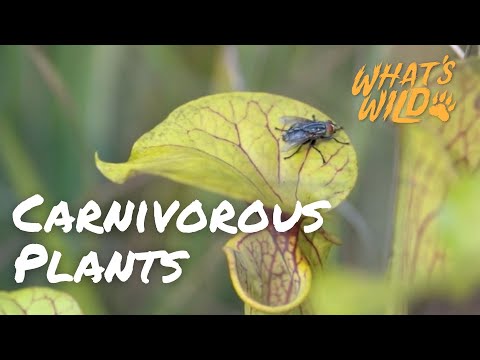screenshot of youtube video titled What's Wild | Carnivorous Plants