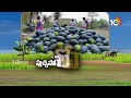 Techniques in Watermelon Cultivation | పుచ్చసాగులో మెళకువలు | Matti Manishi | 10TV News  - 04:26 min - News - Video