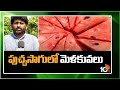 Techniques in Watermelon Cultivation | పుచ్చసాగులో మెళకువలు | Matti Manishi | 10TV News