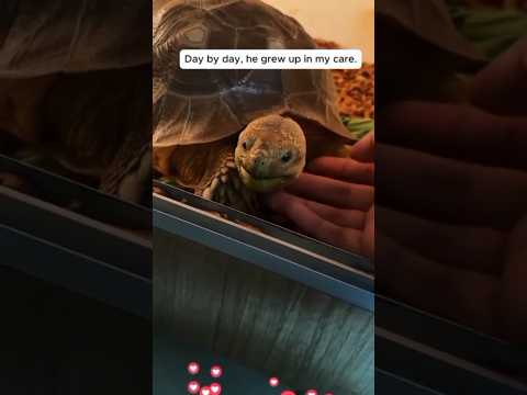 kind women rescue and adopts lonely turtle.#love #kindness #animals #cutepet #wildlife