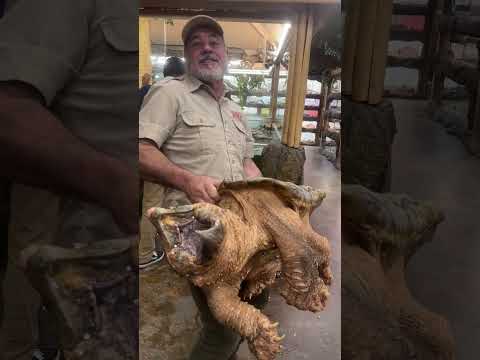 Big Lou is back🙌 He is our very old alligator s Follow Me Here!!

Meet Me Here_ https_//linktr.ee/thereptilezoo
Facebook_ https_//www.facebook.com/p