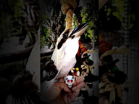 bird sound 😱 #edit #shorts