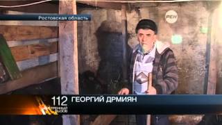 5 быков признали виновными в групповом изнасиловании коровы