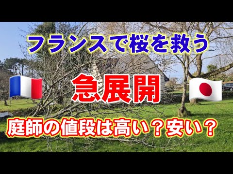 【急展開】現金が好きな神様降臨•嵐で倒れた桜の木を救えるか？