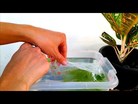 Low Cost Guppy Fish Tank! How to setup low cost guppy fish tank? Guppy fish is a hardy tropical fish. Meaning it can thrive or