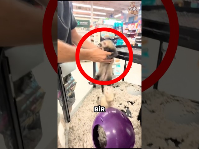 Gelinciklerin Aşk Hikayesi Herkesi Duygulandırdı ❤️