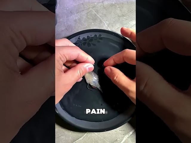 This Boy Took Care Of His Fish's Babies 😯❤️