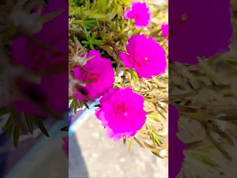 देखा उसे जब पहेली बार...@_❤️#flowers🥀#nature🌹#colonelkkjϟ#hindisong💜🎶💯✅🩶