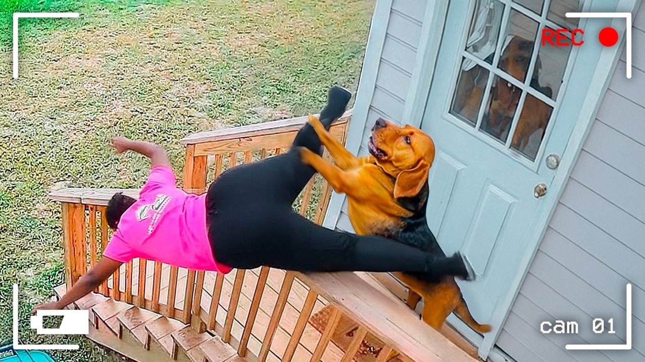 Wenn du ein Anti-Stress-Haustier wolltest, aber einen Troublemaker bekommen hast