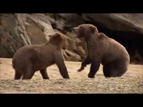 Beartrek'