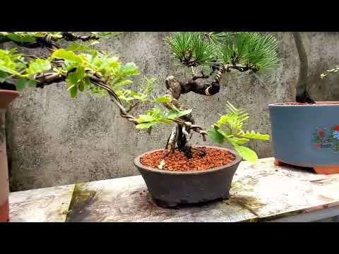 #Tự tạo bonsai sân vườn