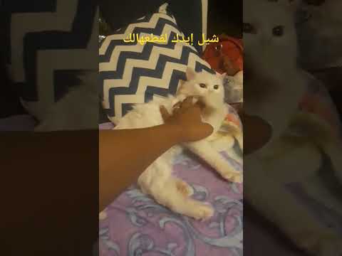 #cat #beautiful #kitten #meaw #cute #kitty #pets #animals #lovecats #funny #lulucaty