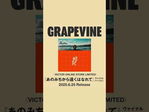 #grapevine #アミーチー