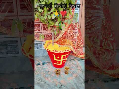 तुलसी विवाह दिवस 🙏❤️ तुलसी विवाह श्रृंगार ❣️🌹#shorts #tulsivivah #tulsibhajan #tulsi #love#krishna
