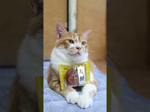 かわいいのせ猫と癒しの月餅画像・動画集：猫との癒やし時間を楽しもう サムネイル