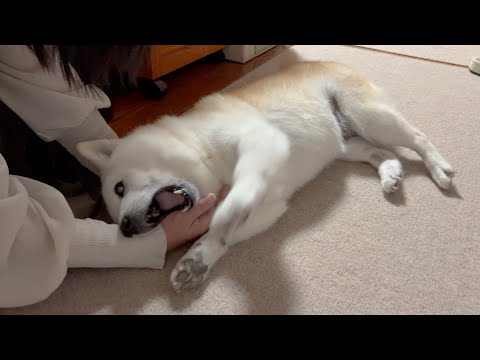 大好きな母にだけ見せる特別な爆鳴き大甘えが可愛すぎる柴犬
