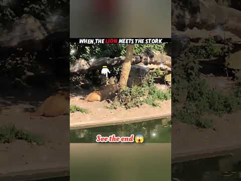 wait for end 😱 #trending#animals#wildlife#lion#shorts#youtube