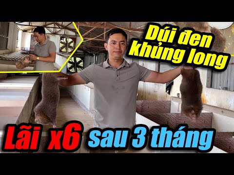 NUÔI DÚI ĐEN KHỦNG LONG LÃI x6 LẦN SAU 3 THÁNG | CHANNUOI.NET