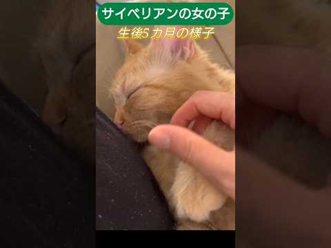 熟睡子猫　 #cat #子ネコ #猫のいる暮らし #ネコムート #猫のいる生活 #好きな子猫 #ねこ #しゃむねこ #ねこのいる生活 #ネコガミ サイベリアンの女の子
